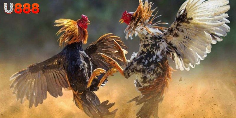 Đá Gà U888: Giải Trí Thú Vị và Cơ Hội Kiếm Tiền Bất Tận 2 Các loại hình phổ biến trong đá gà U888