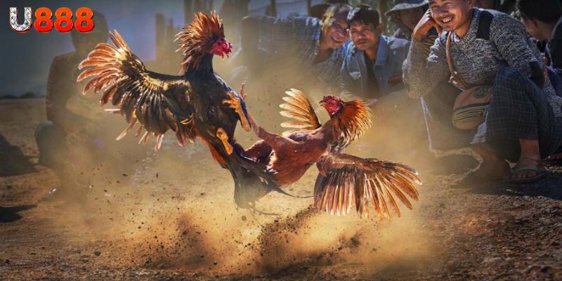 Đá Gà U888: Giải Trí Thú Vị và Cơ Hội Kiếm Tiền Bất Tận 3 Top những lý do nên lựa chọn chơi đá gà U888